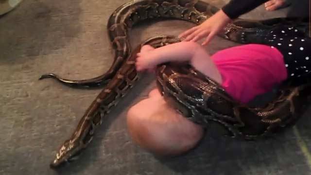 baby play python