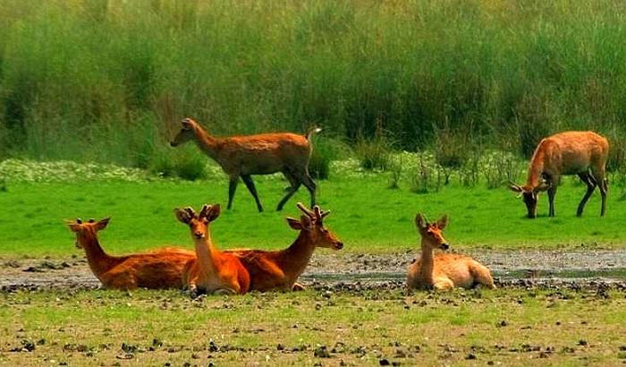 dudhwa national park