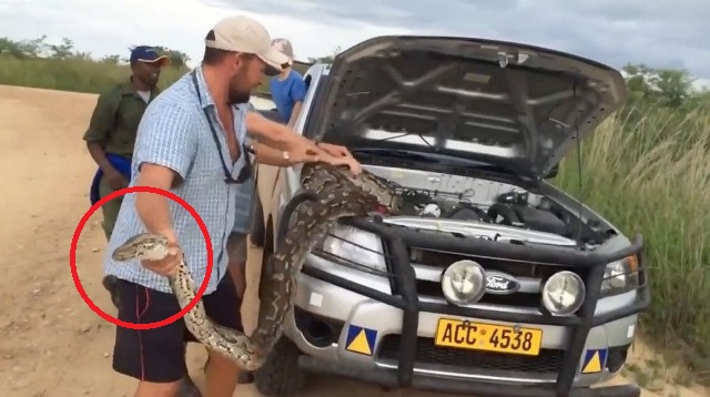 python in truck