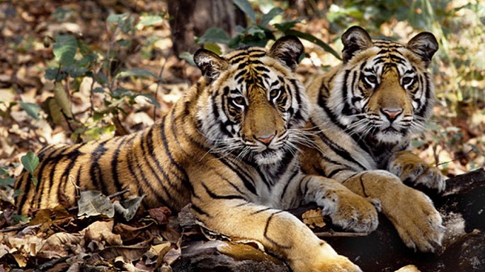 save two tigers