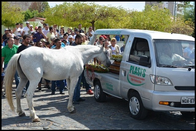 horse starts crying