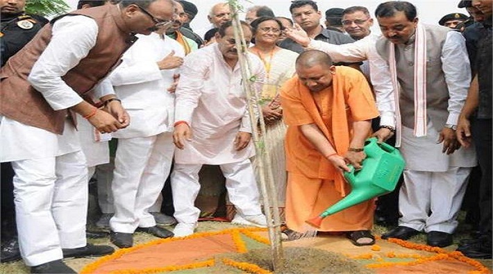 cm yogi peepal plant dried in hapur