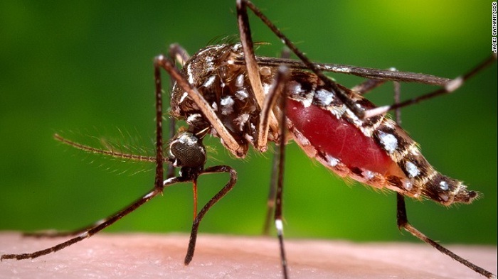 Dengue