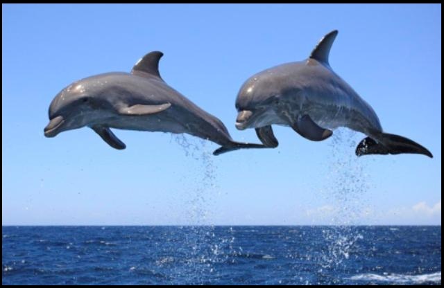 dolphin fish brain