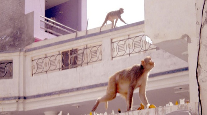 half a dozen children injured by monkeys attack panic in sanjay nagar kanpur