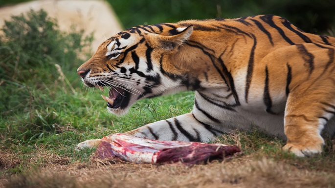 pilibhit tiger attack