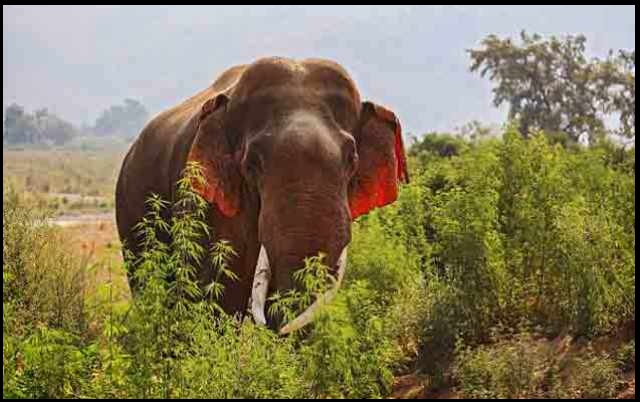 red eared elephant