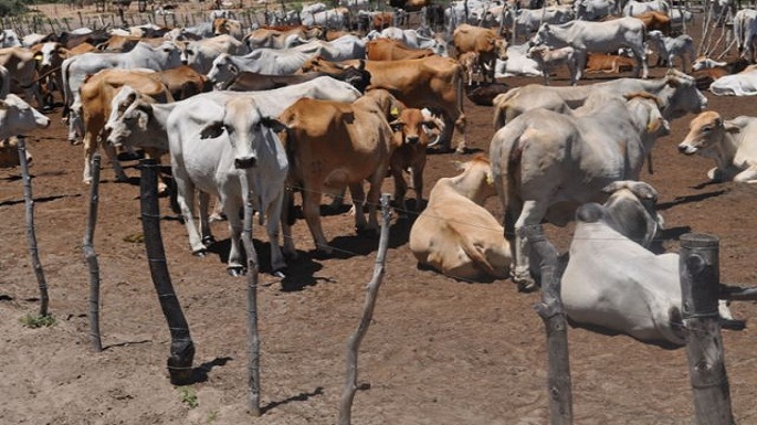 chhattisgarh cow death matte