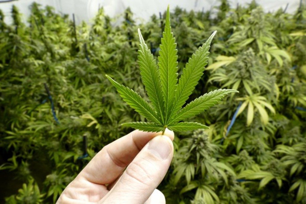 Marijuana ups risk of death from hypertension