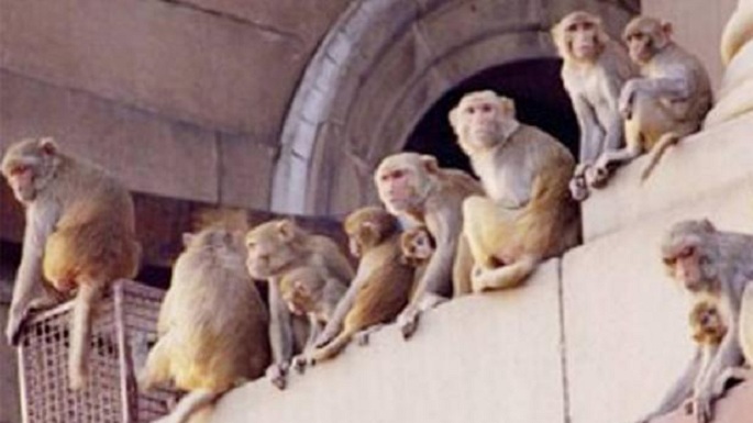 delhi assembly monkey terror