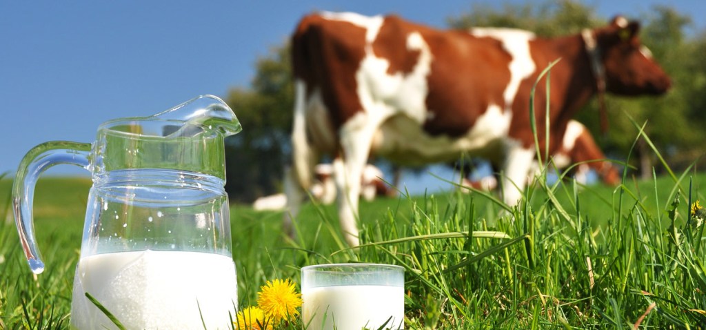 Cow's milk harmful for toddlers below one year