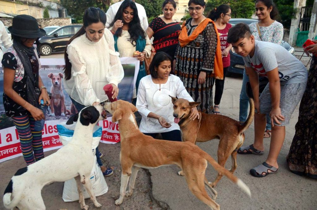 Dogs Feed a homeless animal drive