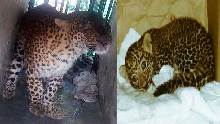 Female leopard caught with baby in bahraich