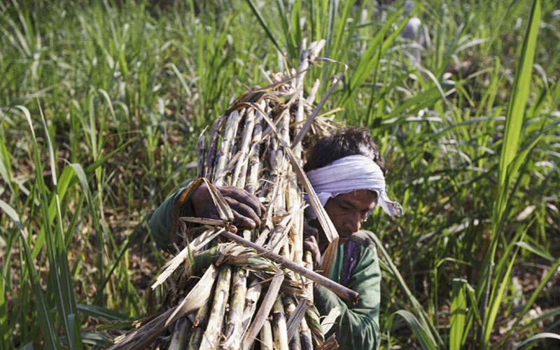 sugarcane farmers