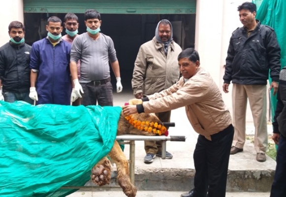 लखनऊ के वयोवृद्ध बब्बर शेर प्रिंस की मृत्यु हो गई.