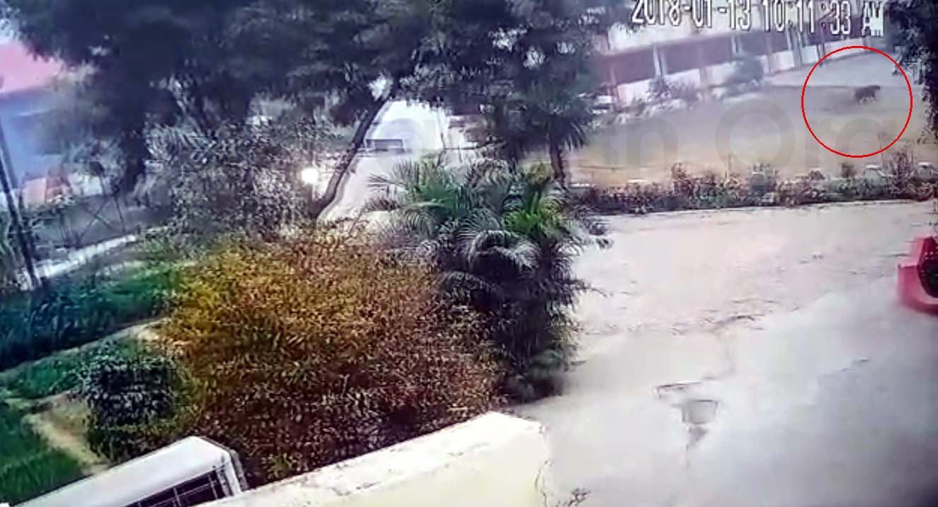 Leopard caught in CCTV Sent Francis School Lucknow