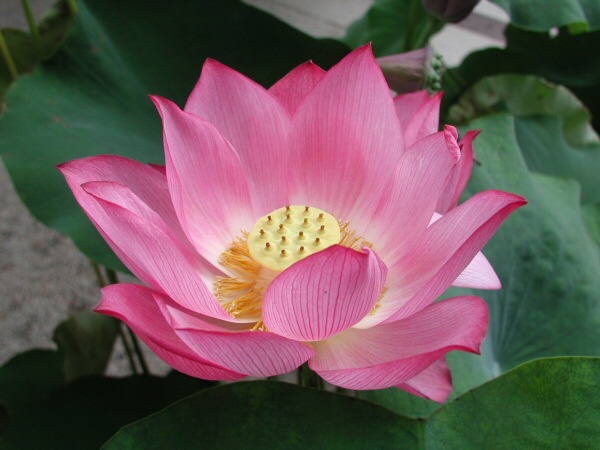 LotusFlower