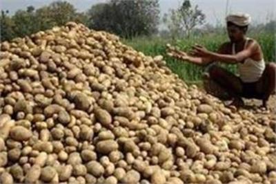 potato growers