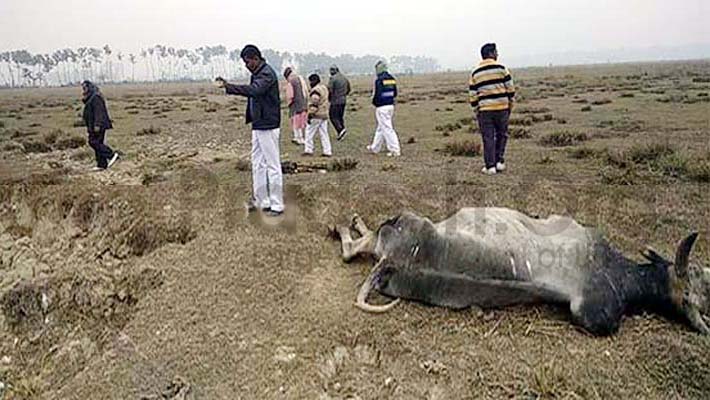 more than 40 cows dies in madhwaliya gau sadan of maharajganj