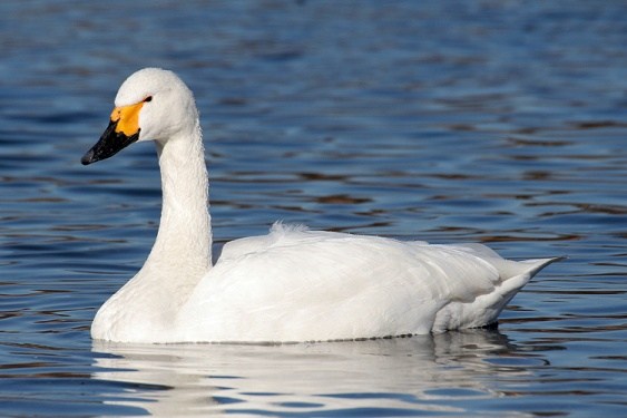 swan