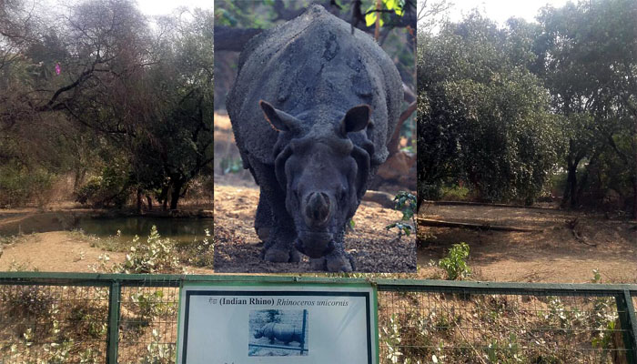 elderly Rhino Lohit died in lucknow zoo