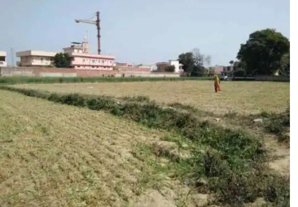 raw wheat crop of farmer