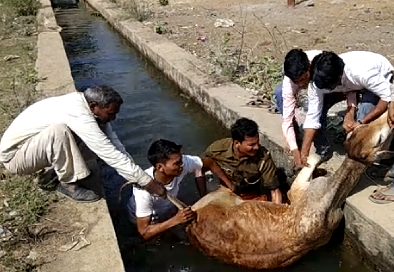 up police jhansi cop rohit saves cow