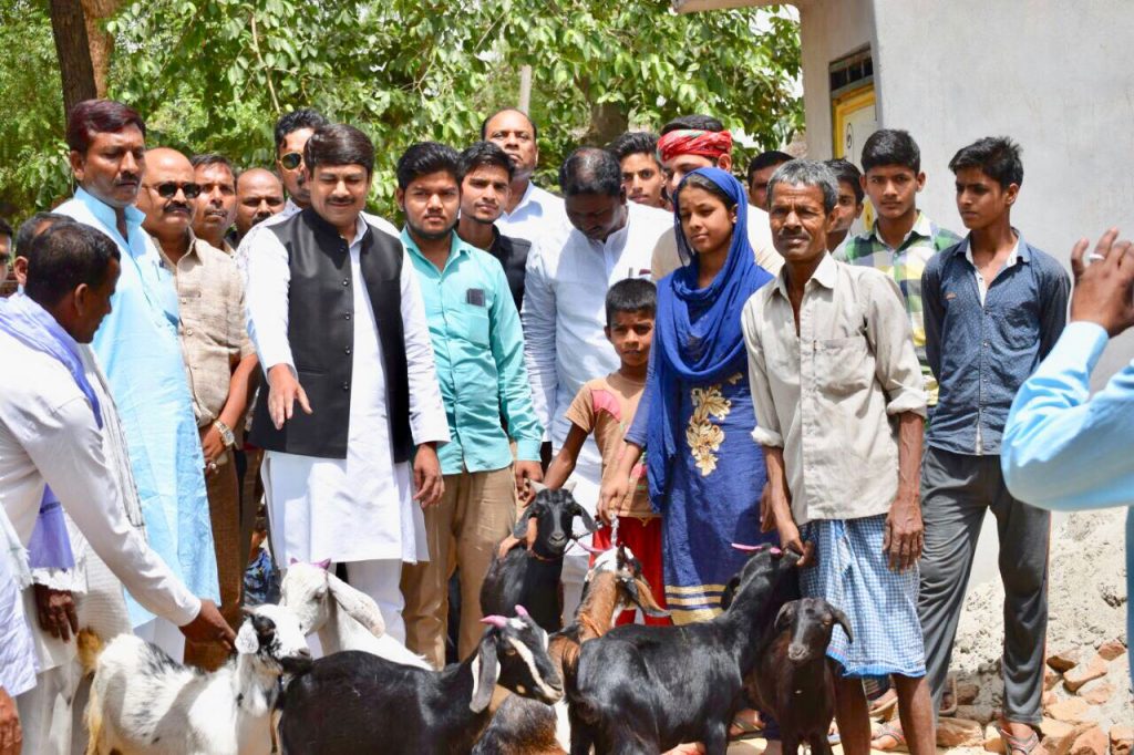 akhilesh yadav returned goats