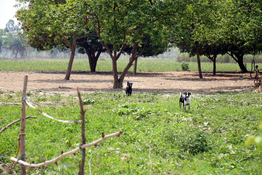 plea to stop killing of dogs in supreme court next hearing on 8 june