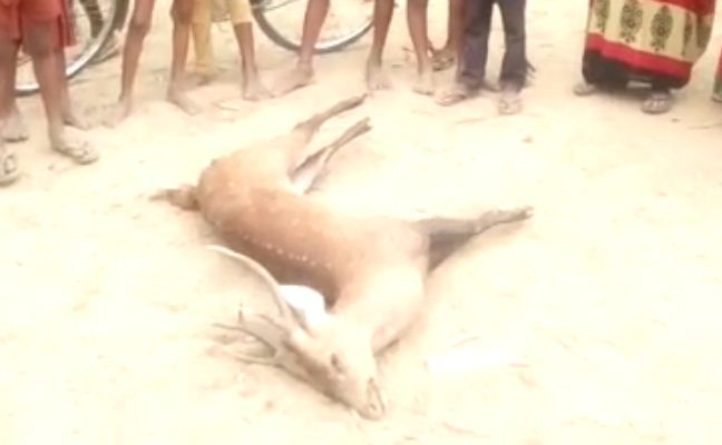 stray dogs killed deer Parasia village