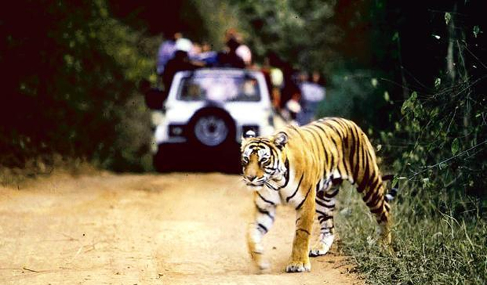 दुधवा टाइगर रिजर्व होगा आज से बन्द, घूमने का आखिरी मौका