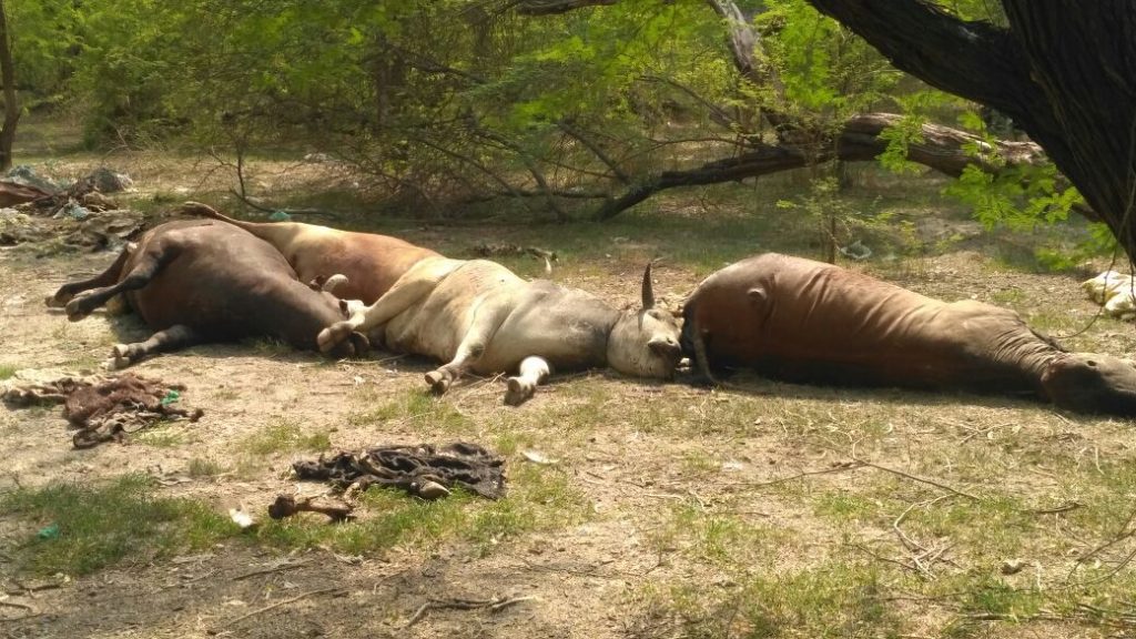 Cows died body found in Lucknow's K