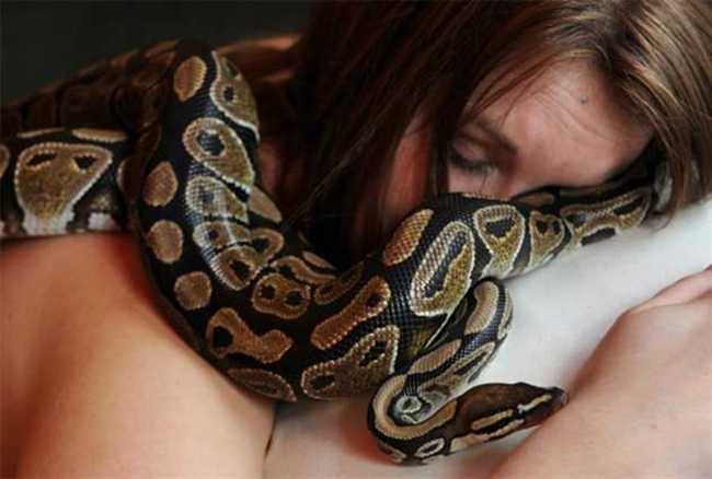 pet python