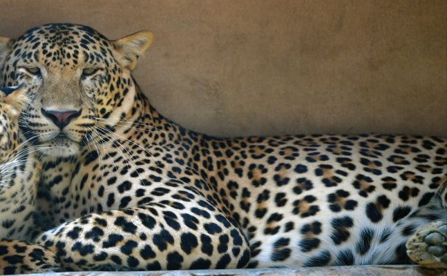 old Leopard-dies in-zoo due to bad health condition