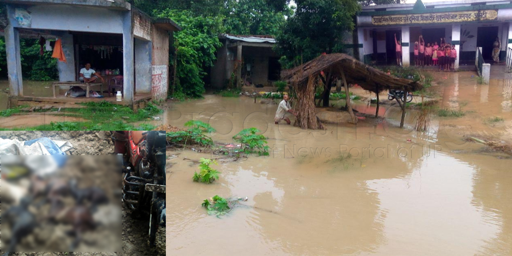 Amethi: Five Goats Killed due Raw House Collapse Barsanda Village