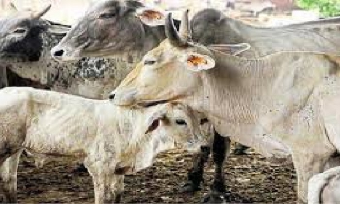 हापुड़ : गौकशी करने वाले दो आरोपियों पर NSA ने की कार्रवाई