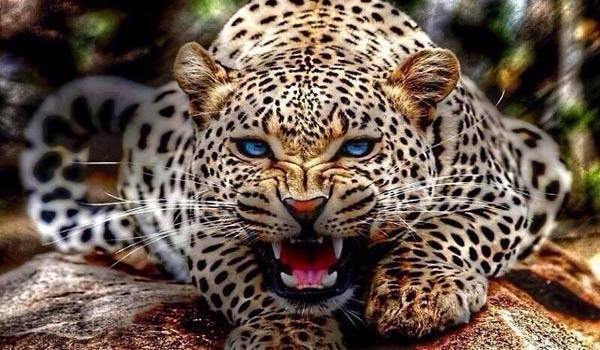 leopard