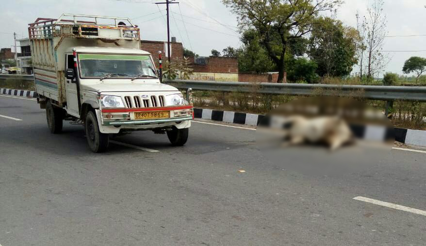 cow died body on highway from Many days not taken by responsible