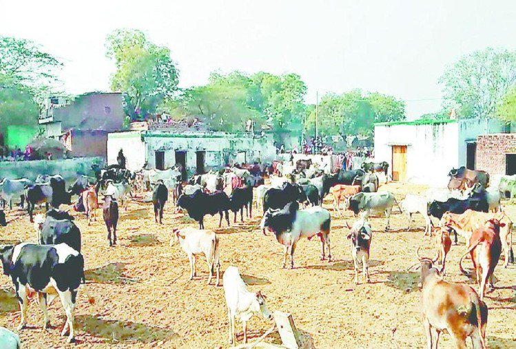 Stray animals Locked In Government Schools By Villagers In Agra Mathura