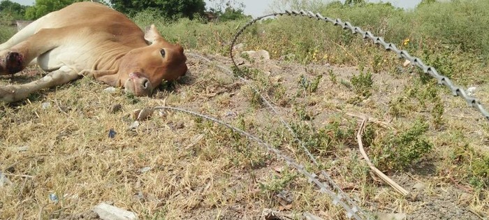 Cow died by restricted blade wall wire