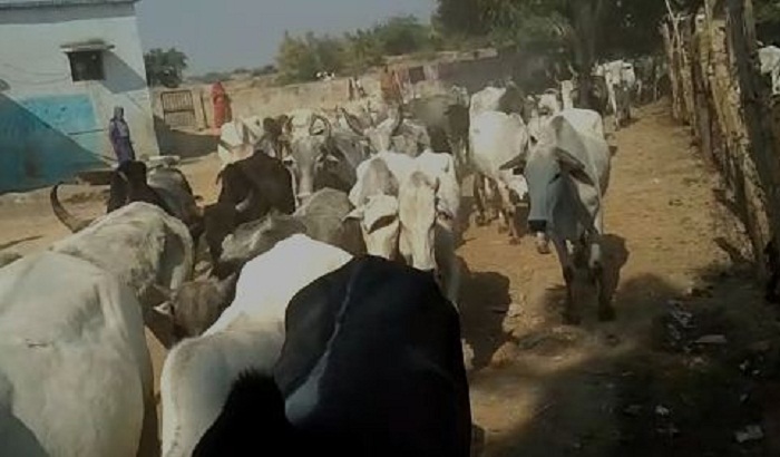 Angry farmers closed Anna's animals in the government school