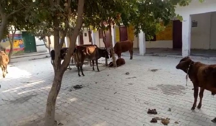 Bulandshahr: Villagers locked cow