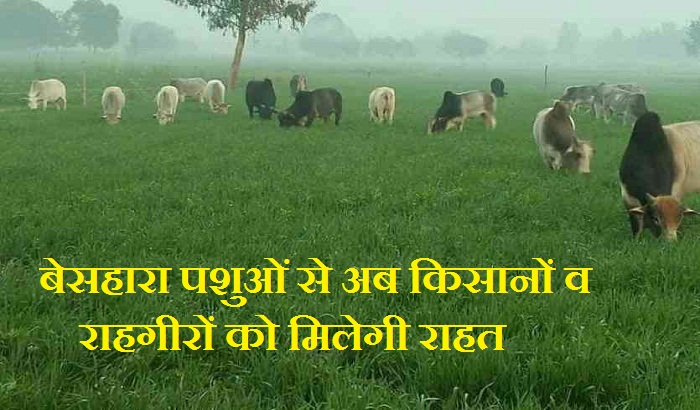 Farmers and strangers will be given relief now from destitute animals 2