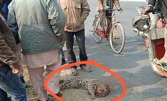 Found dead body of wild cat (rare creatures) environment of stirring