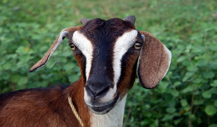 Kanpur: A truck full of 300 goats recovered