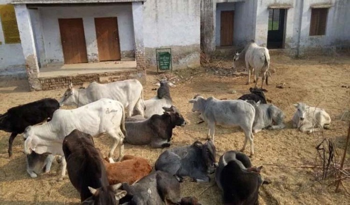 Farrukhabaad cow locked in school