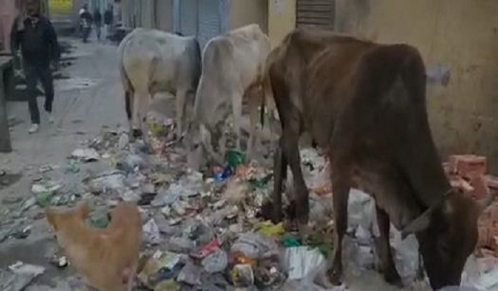 Terror of stray animals still not stopping