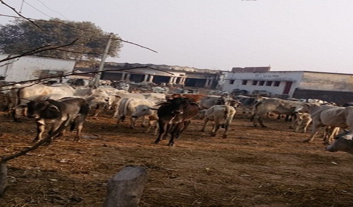 Villagers have closed hundreds of animals in the school campus