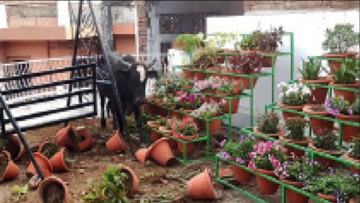 Bull Create Ruckus after Climbed up on roof in Alambagh Lucknow