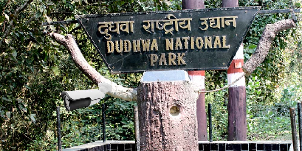 Wildlife Monitoring From Infrared CCTV Cameras in Dudhwa National Park